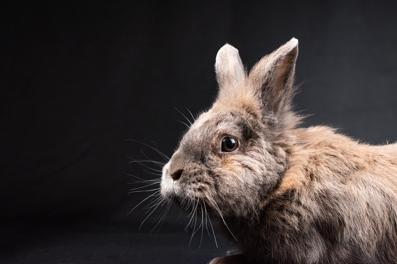 Healthy domestic rabbits raised without preventative drugs in a local Malaysian farming enclosure.