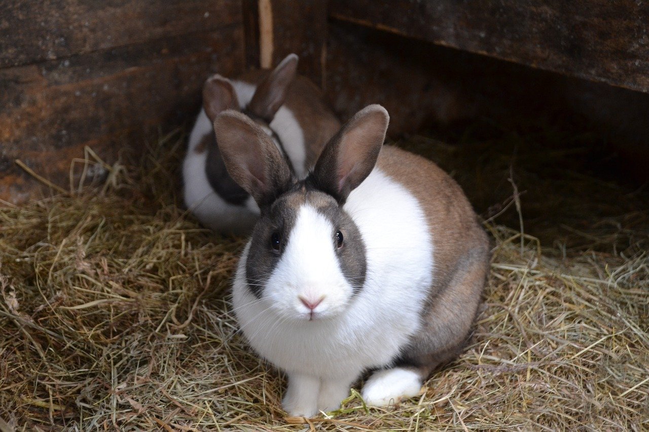 Well-ventilated, hygienic rabbit housing promoting natural immunity in an antibiotic free Malaysian farm.
