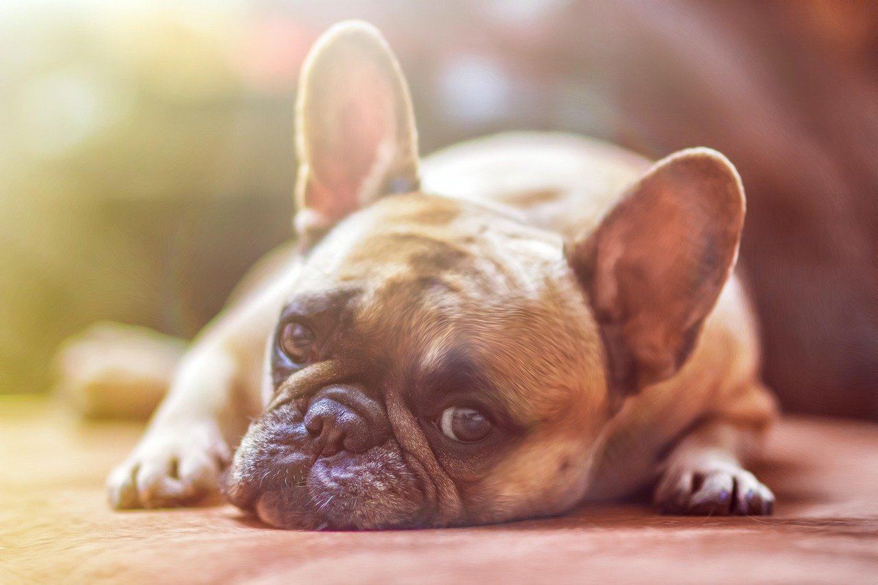 A calm, allergy-free dog lying peacefully on a rug outdoors