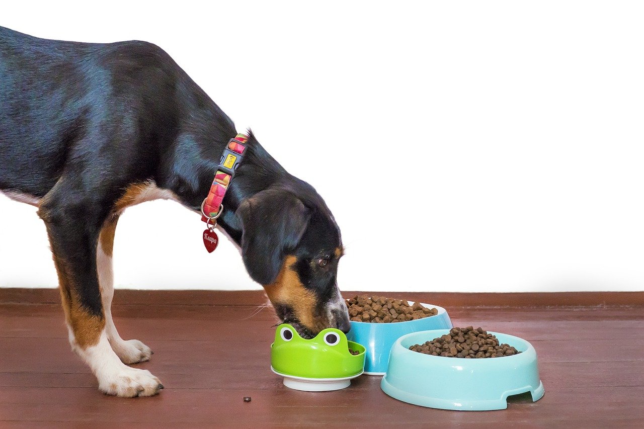 Hypoallergenic novel protein pet treats guide showing a dog enjoying single-ingredient dehydrated meat rewards
