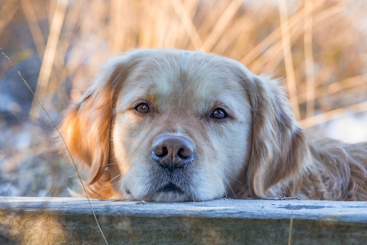 A happy dog enjoying a natural hypoallergenic treat outdoors