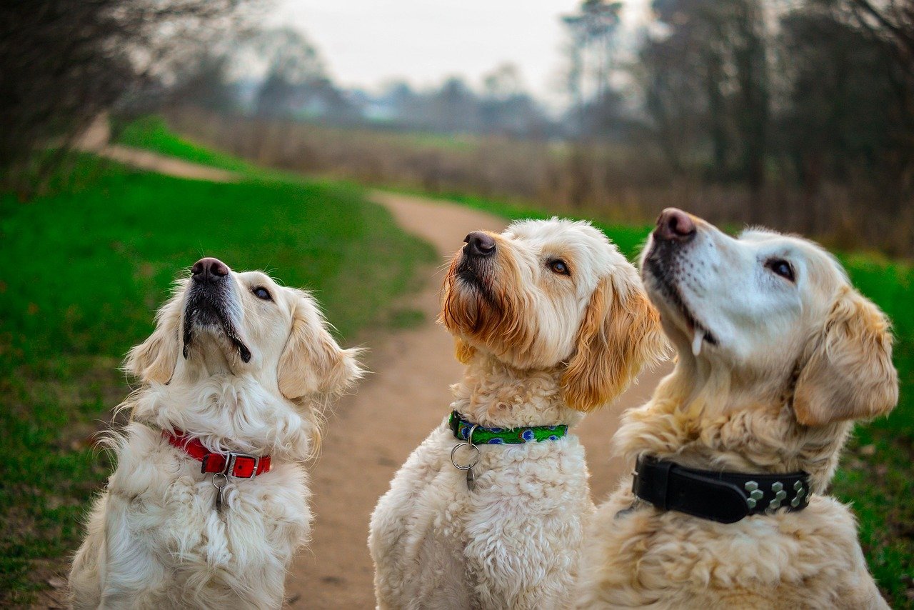 Close up of dog eating natural novel protein dog treats trending 2025