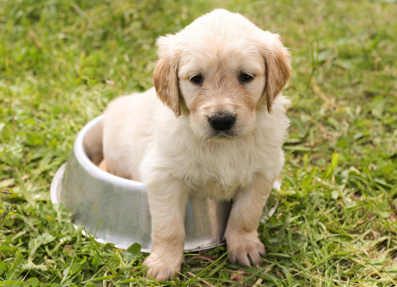 Healthy raw-fed dog enjoying nutrient-dense novel rabbit protein meal
