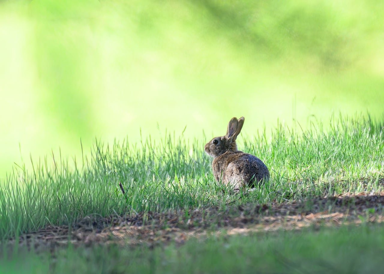 A happy dog chewing an all-natural dried rabbit ear, highlighting the benefits of rabbit fur for dog digestion worming.