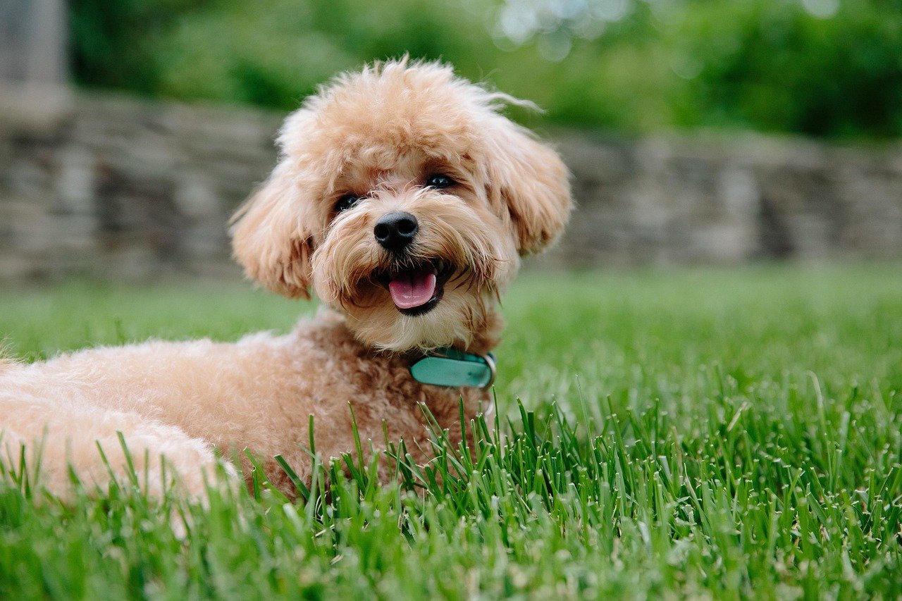 Healthy dog outdoors benefiting from natural whole prey raw feeding and fiber.