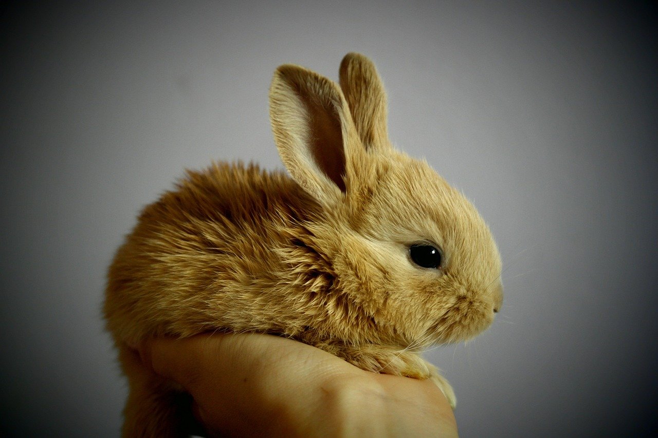 All-natural dried rabbit ears with intact fur displayed on a wooden surface.