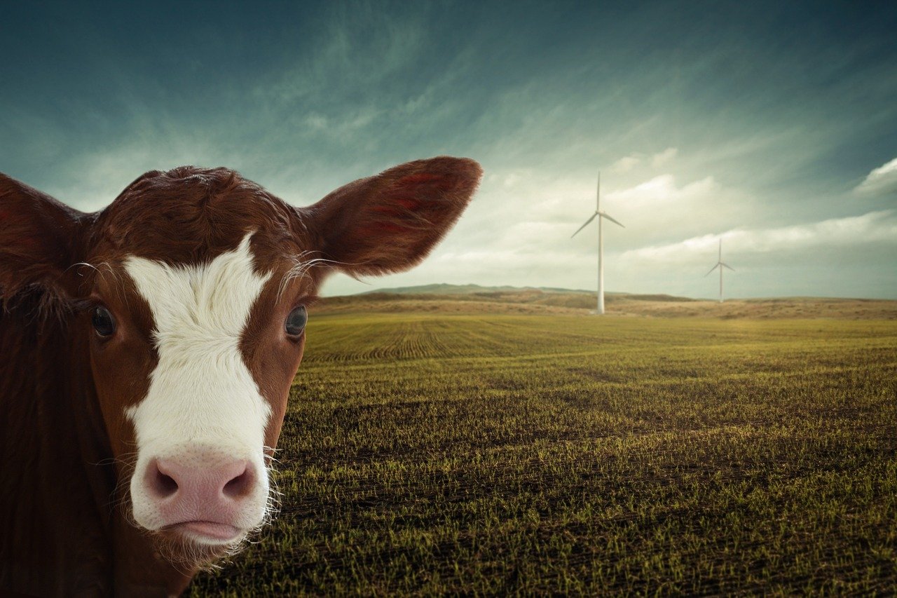 Sustainable livestock breeding facility representing local farming standards