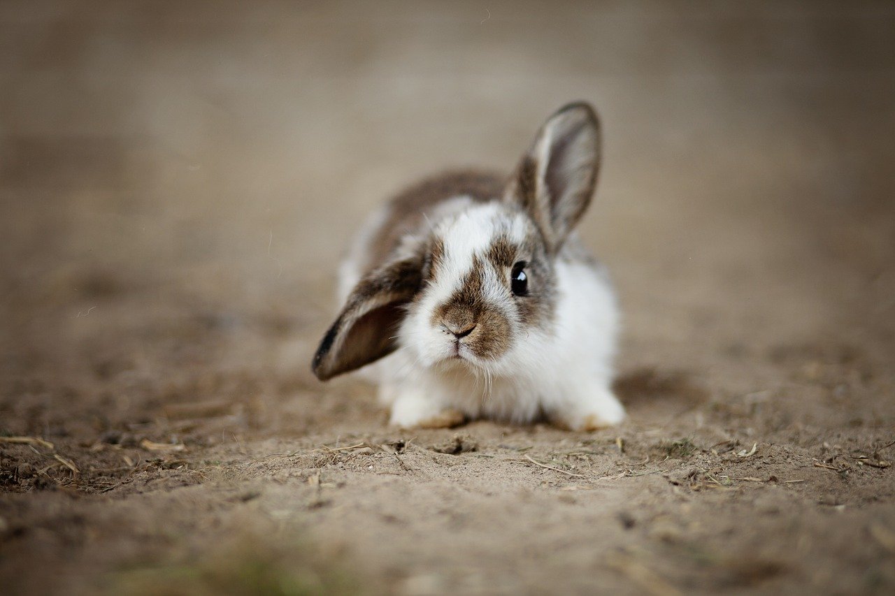 A healthy New Zealand White rabbit in a clean ethical farming environment representing sustainable commercial meat rabbit breeding New Zealand White standards.